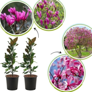 2 Magnolia Plants Live, 6-12 Inch Tall, Magnolia Trees Live Plants, Magnolia Flowers Shrub in 2.5 Inch Pot for Outdoor Planting