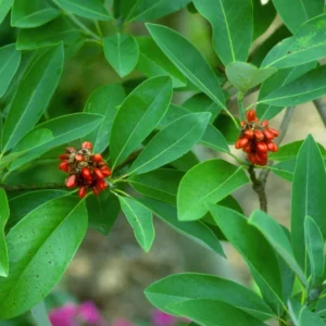 Sweetbay Magnolia Plants