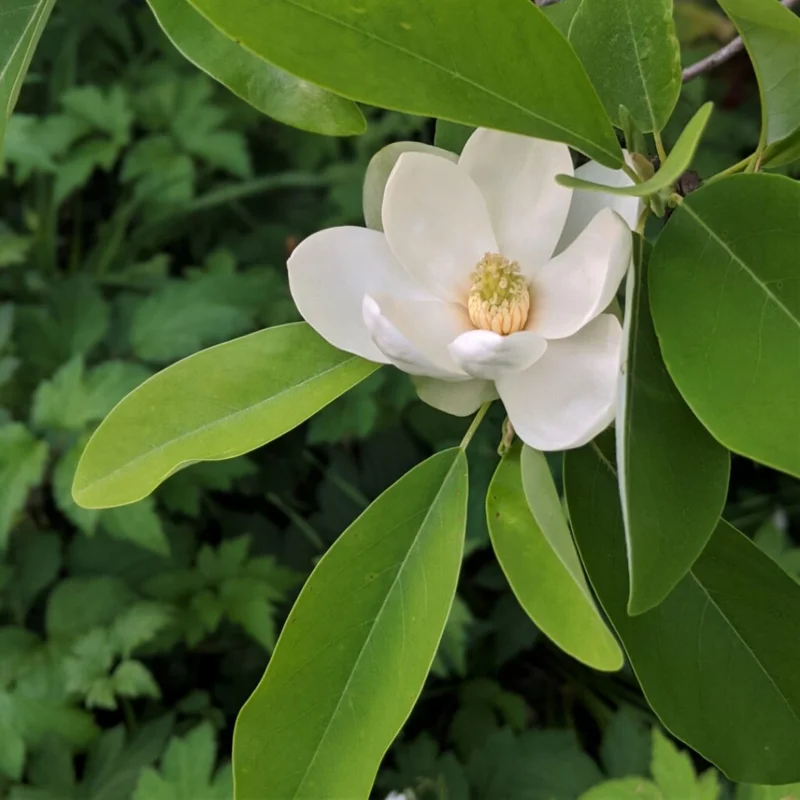 Sweetbay Magnolia Plants