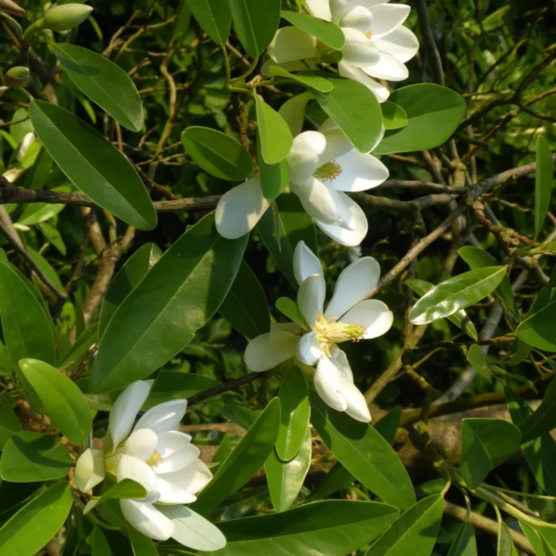 Sweetbay Magnolia