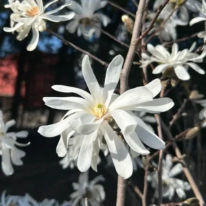 Star Magnolia Plants