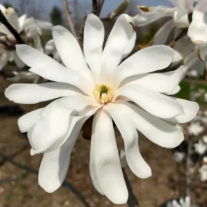 Magnolia Plant Live, 12-18 Inch Tall Magnolia Tree Live Plant, Magnolia Shrub for Outdoor Planting in Gallon Pot
