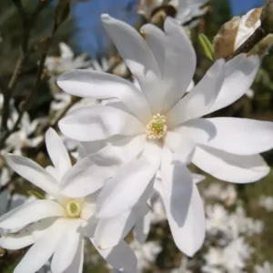 Magnolia Plant Live, 12-18 Inch Tall Magnolia Tree Live Plant, Magnolia Shrub for Outdoor Planting in Gallon Pot