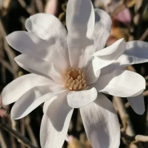 Magnolia Plant Live, 12-18 Inch Tall Magnolia Tree Live Plant, Magnolia Shrub for Outdoor Planting in Gallon Pot