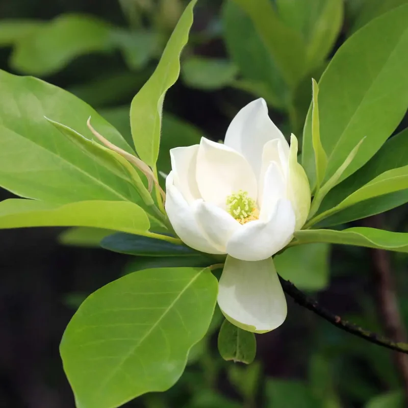 Magnolia Tree Live Plant, 8-14 Inch Tall, Beautiful Magnolia Plant in Quart Pot for Gardens and Yards, Magnolia Flowers
