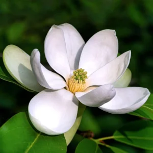 Magnolia Tree Live Plant, 8-14 Inch Tall, Beautiful Magnolia Plant in Quart Pot for Gardens and Yards, Magnolia Flowers