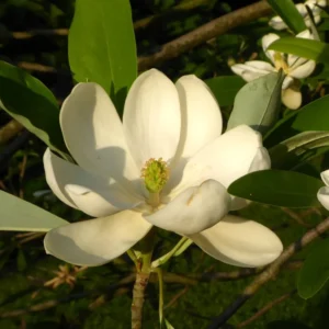 Magnolia Tree Live Plant, 8-14 Inch Tall, Beautiful Magnolia Plant in Quart Pot for Gardens and Yards, Magnolia Flowers