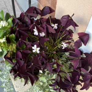 2 Oxalis Triangularis, Purple Shamrock Plant Live Bareroot, Oxalis Triangularis Purple, Live Houseplants
