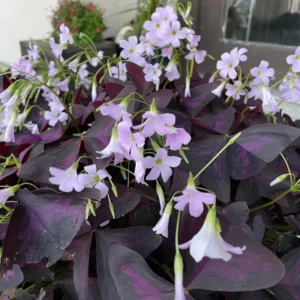 2 Oxalis Triangularis, Purple Shamrock Plant Live Bareroot, Oxalis Triangularis Purple, Live Houseplants