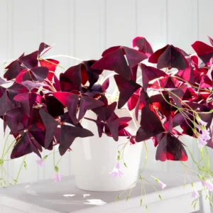 Shamrock Plant, Oxalis Live Plant, Live Purple Shamrock, Oxalis Triangularis Plant No Pot, Indoor Plant Live Houseplants