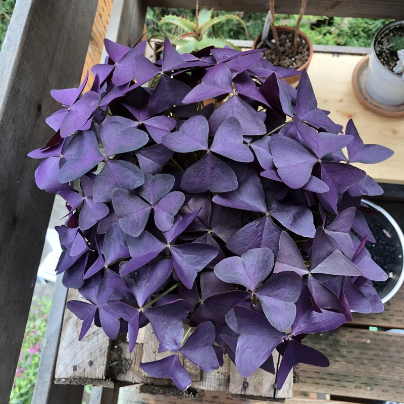 3 Oxalis Triangularis Live Plant, Purple Shamrock Plant, Oxalis Triangularis Live, Plant Live Houseplants