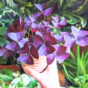 3 Oxalis Triangularis Live Plant, Purple Shamrock Plant, Oxalis Triangularis Live, Plant Live Houseplants