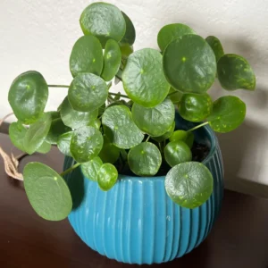 2 Pilea Peperomioides Plants Live, House Plants Indoors Live 4 Inches Bareroot, Indoor Plants Live For Houseplant, Live Ornamental Plants