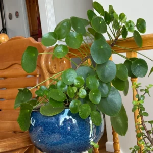 2 Pilea Peperomioides Plants Live, House Plants Indoors Live 4 Inches Bareroot, Indoor Plants Live For Houseplant, Live Ornamental Plants
