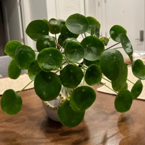 2 Pilea Peperomioides Plants Live, House Plants Indoors Live 4 Inches Bareroot, Indoor Plants Live For Houseplant, Live Ornamental Plants