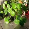 2 Pilea Peperomioides Plants Live, House Plants Indoors Live 4 Inches Bareroot, Indoor Plants Live For Houseplant, Live Ornamental Plants