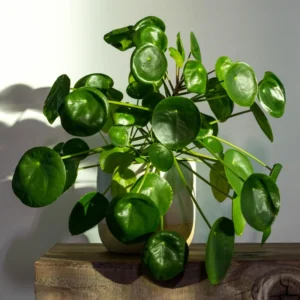 2 Pilea Peperomioides Plants Live, House Plants Indoors Live 4 Inches Bareroot, Indoor Plants Live For Houseplant, Live Ornamental Plants