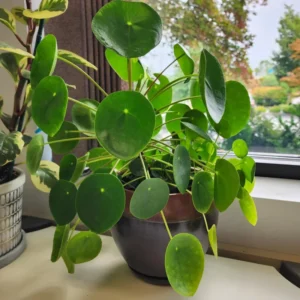 Pilea Peperomioides Plant, House Plant 4 To 5 Iches No Pot, Pilea Peperomioides Starter, House Plant Indoors Live