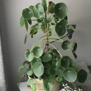 Pilea Peperomioides Plant, House Plant 4 To 5 Iches No Pot, Pilea Peperomioides Starter, House Plant Indoors Live