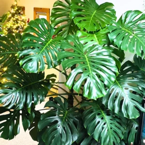 Monstera Plant, House Plant Indoors Live, Miniature House Plant No Pot 5 To 7 Inches Height For Planting