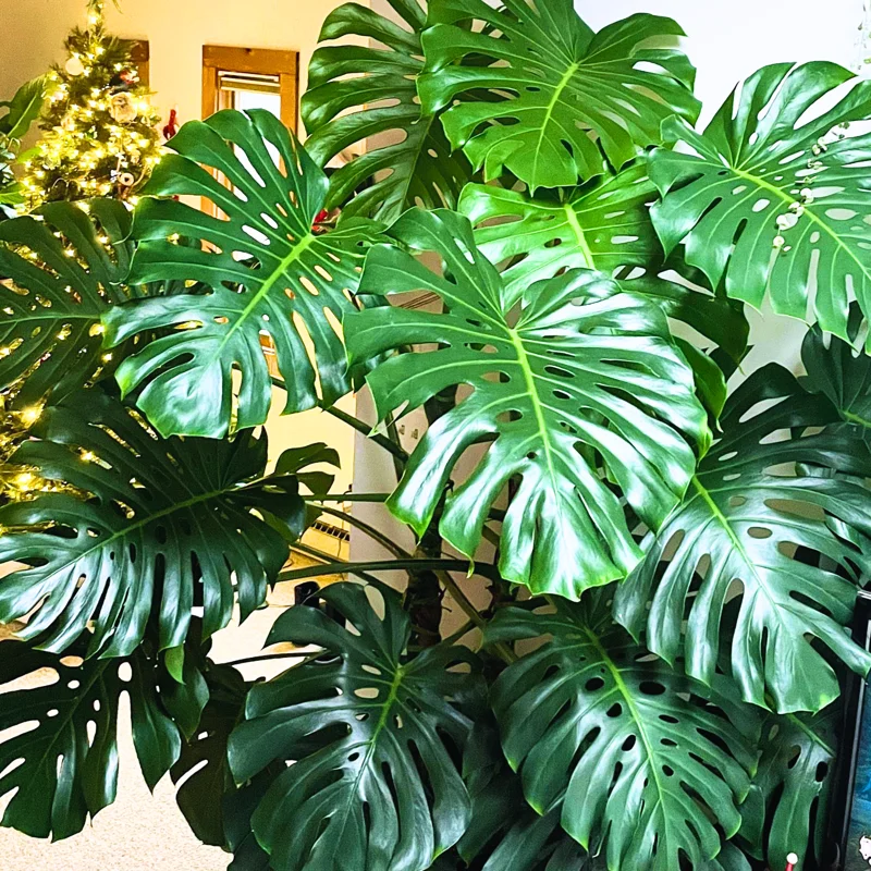 Monstera Plant, House Plant Indoors Live, Miniature House Plant No Pot 5 To 7 Inches Height For Planting