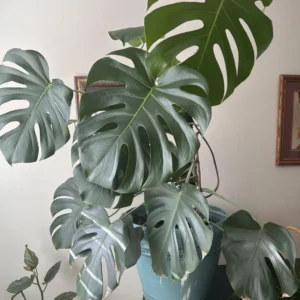 Monstera Plant, House Plant Indoors Live, Miniature House Plant No Pot 5 To 7 Inches Height For Planting