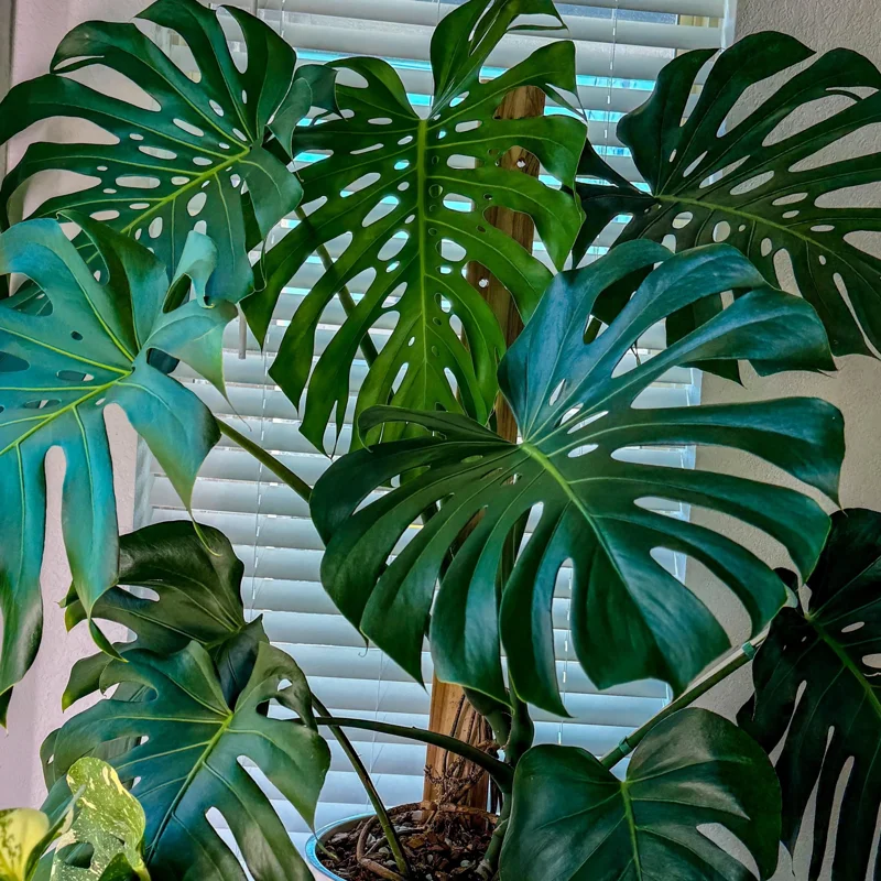 Monstera Plant, House Plant Indoors Live, Miniature House Plant No Pot 5 To 7 Inches Height For Planting