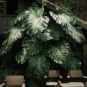 Monstera Plant, House Plant Indoors Live, Miniature House Plant No Pot 5 To 7 Inches Height For Planting