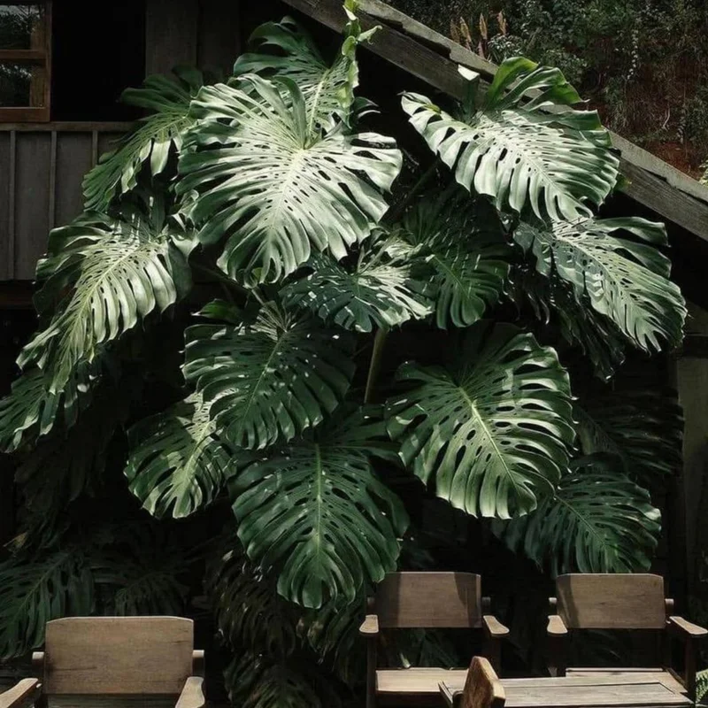Monstera Plant, House Plant Indoors Live, Miniature House Plant No Pot 5 To 7 Inches Height For Planting