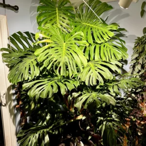 Monstera Plant, House Plant Indoors Live, Miniature House Plant No Pot 5 To 7 Inches Height For Planting