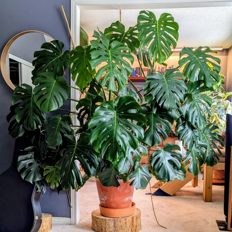 Monstera Plant, House Plant Indoors Live, Miniature House Plant No Pot 5 To 7 Inches Height For Planting