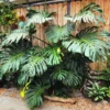 Monstera Plant Live From 6 Inches Tall No Pot, Live Indoor House Plant, House Plant Indoors