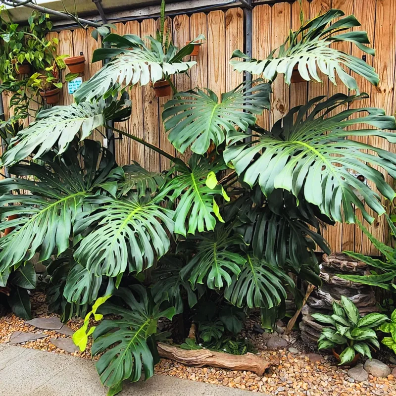 Monstera Plant Live From 6 Inches Tall No Pot, Live Indoor House Plant, House Plant Indoors