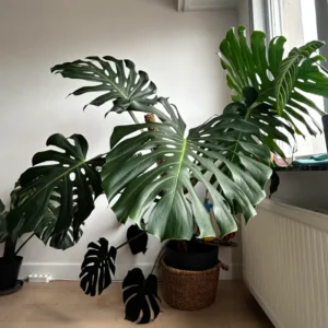 Monstera Plant Live From 6 Inches Tall No Pot, Live Indoor House Plant, House Plant Indoors