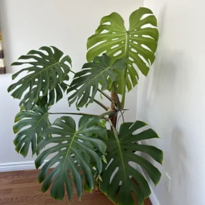 Monstera Plant Live From 6 Inches Tall No Pot, Live Indoor House Plant, House Plant Indoors