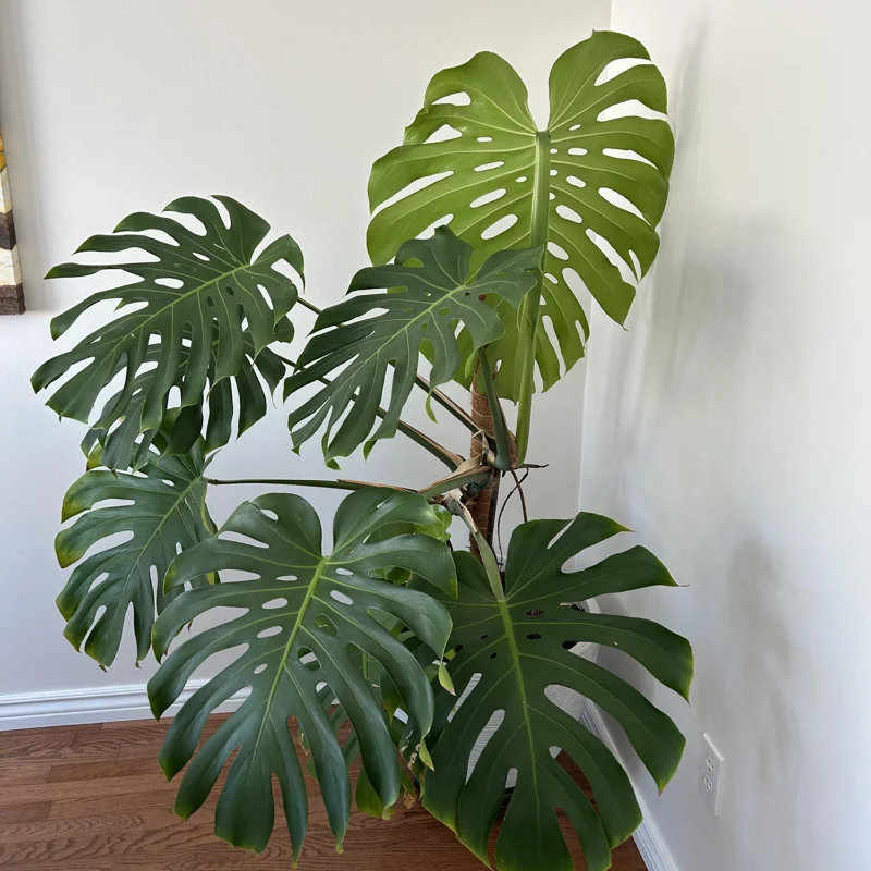 Monstera Plant Live From 6 Inches Tall No Pot, Live Indoor House Plant, House Plant Indoors