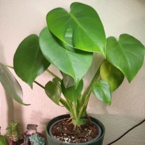 Monstera Plant Live From 6 Inches Tall No Pot, Live Indoor House Plant, House Plant Indoors