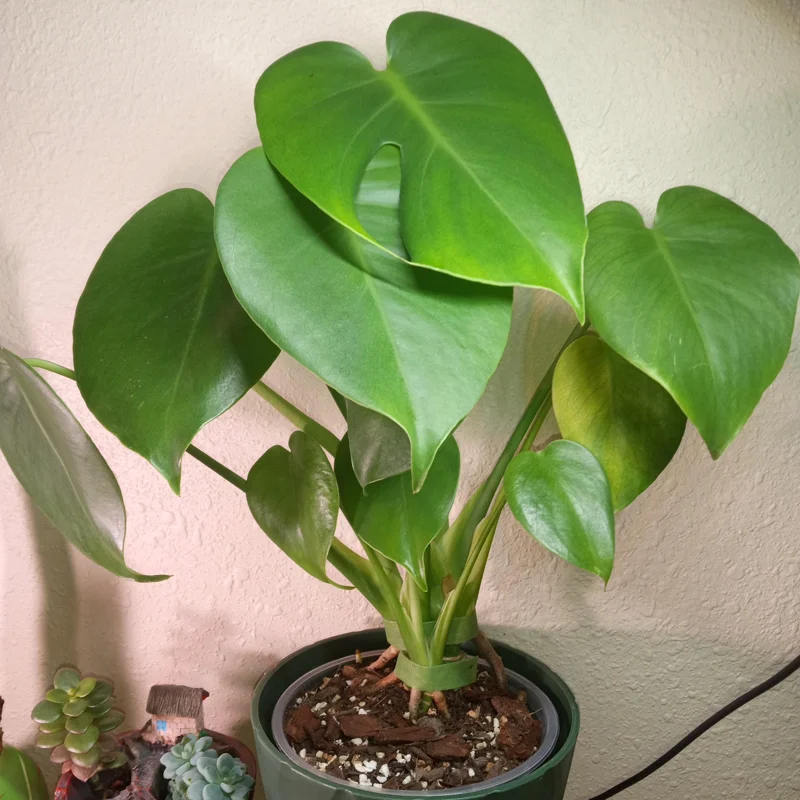 Monstera Plant Live From 6 Inches Tall No Pot, Live Indoor House Plant, House Plant Indoors