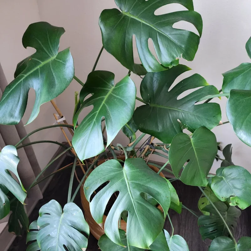Monstera Plant Live From 6 Inches Tall No Pot, Live Indoor House Plant, House Plant Indoors