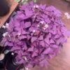 Shamrock Plant, Oxalis Triangularis Live Plant, Oxalis Triangularis Plant 4 Inches Pot, Oxalis Plant Live Houseplants