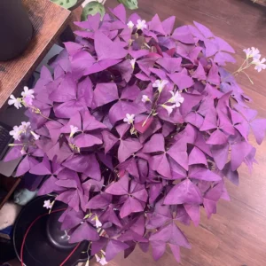 Shamrock Plant, Oxalis Triangularis Live Plant, Oxalis Triangularis Plant 4 Inches Pot, Oxalis Plant Live Houseplants