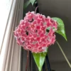 Hoya Plant Live Houseplants, Hoya Plant Live, Live Hoya Plant Indoor 4 Inches, Hoya Vine Plant, House Plant Live Indoor Bareroot