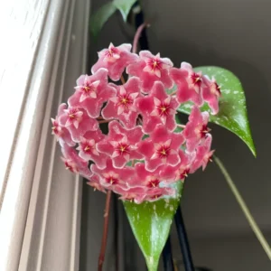 Hoya Plant Live Houseplants, Hoya Plant Live, Live Hoya Plant Indoor 4 Inches, Hoya Vine Plant, House Plant Live Indoor Bareroot