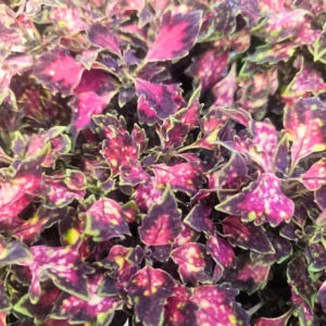 Coleus Plant Live Potted, Rare Coleus Flowers Houseplant, In 4 Inc Pot, Coleus Live Plant For Planting Outdoors