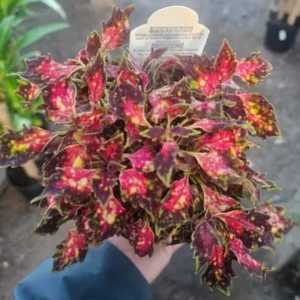 Coleus Plant Live Potted, Rare Coleus Flowers Houseplant, In 4 Inc Pot, Coleus Live Plant For Planting Outdoors