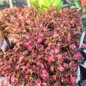 Rare Coleus Plant Live Potted Houseplant, Stunning Coleus Flowers, In 4 Inc Pot, Great for Outdoor Gardens