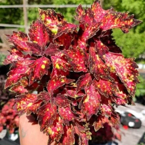 Rare Coleus Plant Live Potted Houseplant, Stunning Coleus Flowers, In 4 Inc Pot, Great for Outdoor Gardens