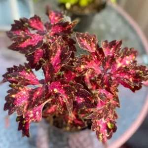 Rare Coleus Plant Live Potted Houseplant, Stunning Coleus Flowers, In 4 Inc Pot, Great for Outdoor Gardens