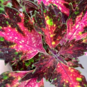 Rare Coleus Plant Live Potted Houseplant, Stunning Coleus Flowers, In 4 Inc Pot, Great for Outdoor Gardens