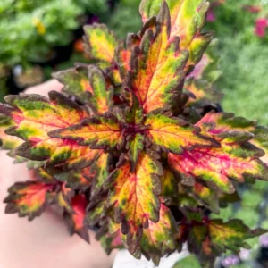 Coleus Plant Live For Planting, Rare Coleus Flowers Houseplant Indoor Outdoor, In 4 Inc Pot, Coleus Live Plant